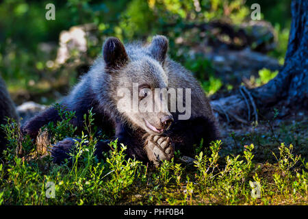 "Bearefoot' Brown Bear Cub sta cercando felice nella foresta. Foto Stock