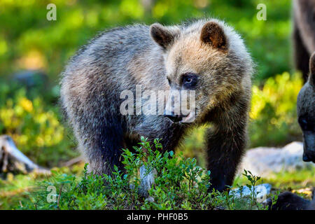 Brown bear cub è alla ricerca concentrata. Foto Stock