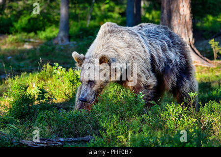 'Silver-back' orso bruno è e passeggiate nella foresta. Foto Stock