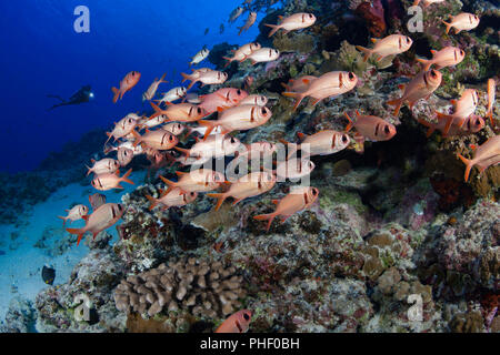 Diver (MR) e una scuola di shoulderbar soldierfish, Myripristis kuntee, Hawaii. Foto Stock