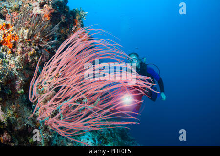 Diver (MR) e frusta corallo, Ellisella cercidia, parte della famiglia di gorgonia Ellisellidae, Tubbatah Reef, Filippine. Foto Stock