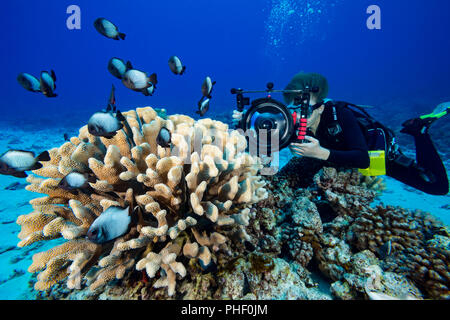 14 enne junior scuba diver Sean Fleetham (MR) riprese video su un reef Hawaiano con la sua fotocamera reflex in un Ikelite alloggiamento subacqueo, Hawaii. Foto Stock