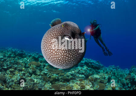 Un subacqueo (MR) ottiene un occhiata a un faraone pufferfish, Arothron meleagris, Yap, Micronesia. Foto Stock