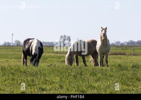 Tre diversi Tinker sul pascolo Foto Stock