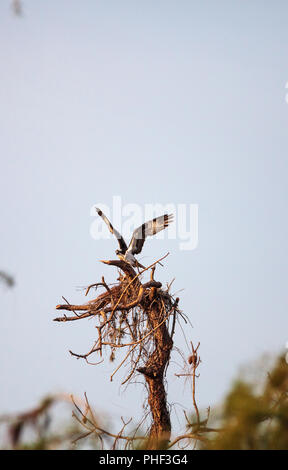 Osprey bird Pandion haliaetus costruisce il nido Foto Stock