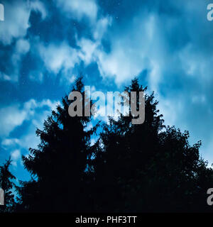 Foresta Nera con alberi oltre notte blu cielo Foto Stock