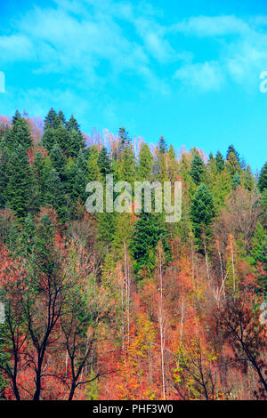Montagne coperte di foresta multicolore in autunno Foto Stock