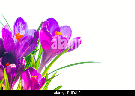 Primi fiori di primavera, bouquet di iridi viola Foto Stock