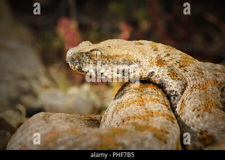 Ritratto di rarissimi europeo di serpenti velenosi, la Milos viper ( Macrovipera lebetina schweizeri ) Foto Stock