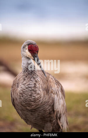 Sandhill gru uccello Grus canadensis Foto Stock