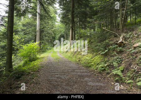 Modo attraverso la foresta Foto Stock