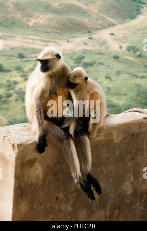 Pianure Settentrionali langur grigio scimmia (Semnopithecus entellus) con allattamento materno infantile in Pushkar, India Foto Stock