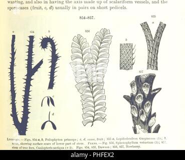 Immagine dalla pagina 593 del '[manuale di geologia il trattamento dei principi della scienza con speciale riferimento alla American storia geologica . Edizione riveduta.]' . Foto Stock