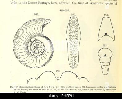 Immagine dalla pagina 624 del '[manuale di geologia il trattamento dei principi della scienza con speciale riferimento alla American storia geologica . Edizione riveduta.]' . Foto Stock