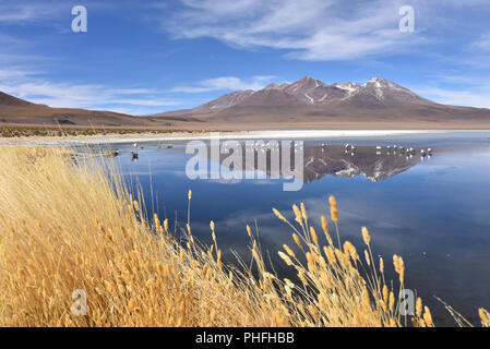 Stormi di uccelli stand sulla congelati acque della laguna Canapa, nelle montagne del Sud Lipez provincia, Uyuni, Bolivia Foto Stock