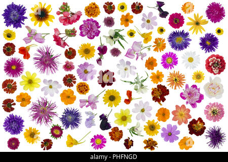 Grandi fiori set isolato Foto Stock