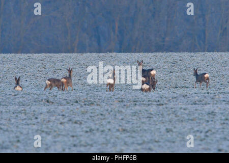 Allevamento di cervi rossi Foto Stock