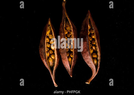 Close-up di semi di frutta Foto Stock