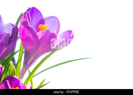 Primi fiori di primavera - bouquet di crochi viola Foto Stock