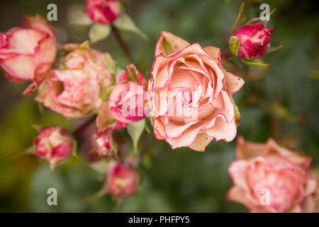 Boccola di Rose con un sacco di rose rosa in fiore, soft focus. Le rose rosa in giardino. all'esterno. Foto Stock