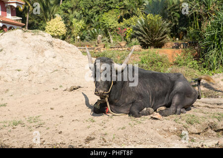 Grande mucca nera giacente a terra in India Foto Stock