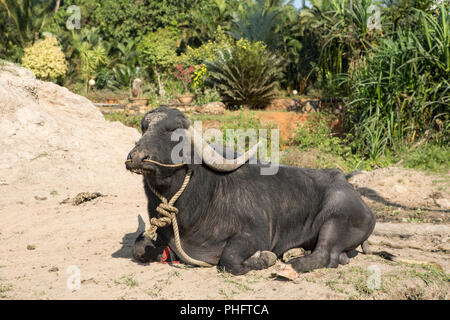 Grande mucca nera giacente a terra in India Foto Stock