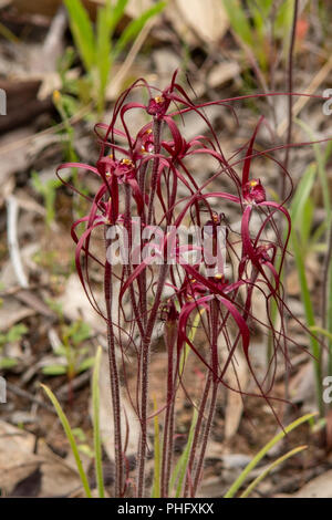 Colonia di sangue Spider orchidee in Goomalling, WA, Australia Foto Stock