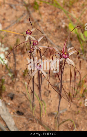 Colonia di esili Spider orchidee in Goomalling, WA, Australia Foto Stock