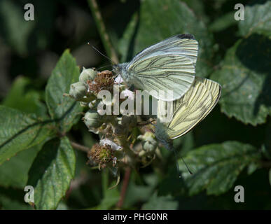 Verde-bianco venato, Sarcococca napi, farfalle coniugata su blackberry, Rubus fruticosus, Lancashire, Regno Unito Foto Stock