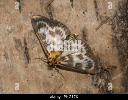 Piccola gazza, Anania hortulata, Tarma, in appoggio sulla struttura, Lancashire, Regno Unito Foto Stock