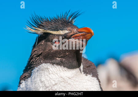 Pinguino saltaroccia, Patagonia, Argentina Foto Stock