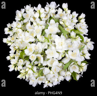 Cerchio da bianco fiori di gelsomino Foto Stock