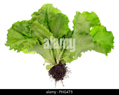 Boccola di insalata con le radici e il compost Foto Stock