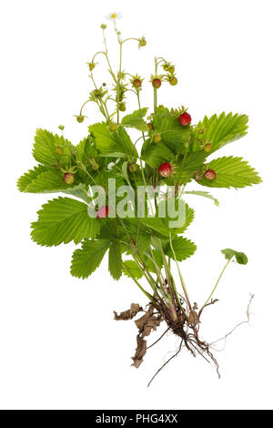 Frutti di bosco radici e foglie Foto Stock