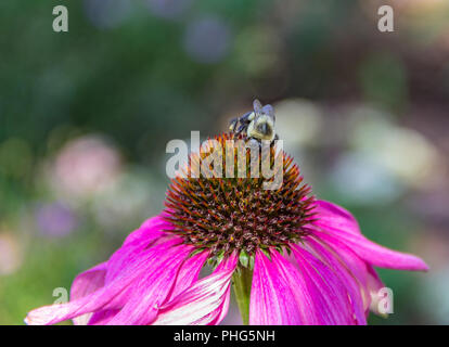 Un ape su una rosa di Echinacea testa di fiori vicino, Macro, estate, la fauna selvatica, insetti Foto Stock