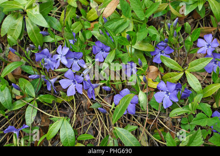 Primo blu fiori di primavera Foto Stock