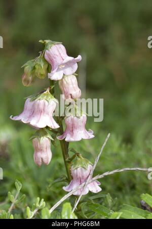 La Campanula, Isola di Corvo, Azoren, Portogallo Foto Stock