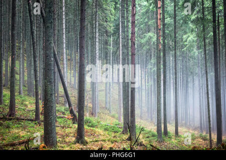 Nebbia misteriosa nel verde della foresta Foto Stock