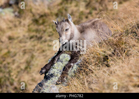 Giovani Ibex siede nell'erba secca su una bella giornata autunnale sul Niederhorn nell Oberland Bernese in Svizzera Foto Stock