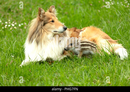 Il Cinghiale giocando con il Collie su un prato in primavera Foto Stock