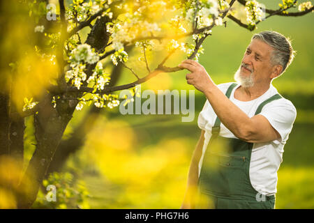 Ritratto di uomo senior di giardinaggio, prendersi cura della sua bella frutteto, ejoying attivamente il suo pensionamento Foto Stock