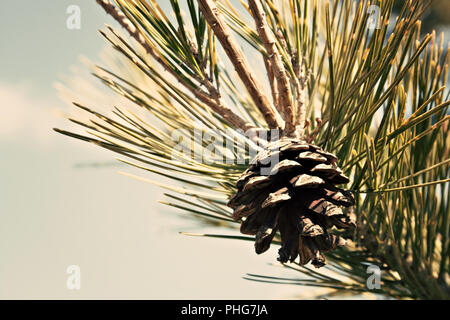 Conifera albero dettaglio Foto Stock