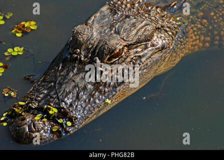 In coccodrillo Bayou in Louisiana Foto Stock