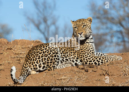 Leopard su una collina con corpo pieno prospettiva nella grande luce - immagine catturata nel grande Parco Nazionale Kruger Foto Stock