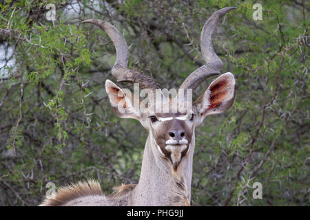 Una maggiore kudu nel parco nazionale Kruger Sud Africa Foto Stock