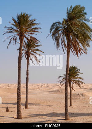 Douz-Tunisia, il deserto del Sahara in Tunisia meridionale, le dune di sabbia Foto Stock