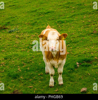 Bruna giovane vitello mucca con faccia bianca in campo estivo, East Lothian, Scozia, Regno Unito Foto Stock