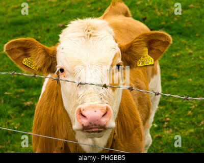 Close up di tagged giovane vacca marrone con faccia bianca da filo spinato in campo, East Lothian, Scozia, Regno Unito Foto Stock