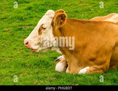 Close up di vacche Jersey chewing cud e giacente nel campo, East Lothian, Scozia, Regno Unito Foto Stock