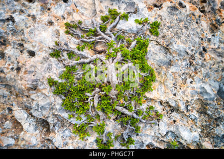 Il verde albero che cresce sulla roccia Foto Stock